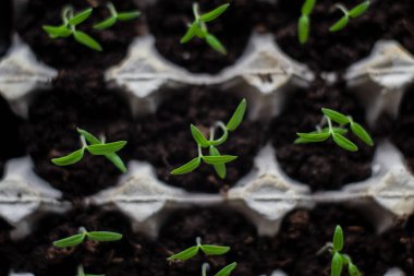 Pencere pervazında tohumlardan domates yetiştiriyor.