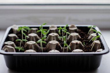 Pencere pervazında tohumlardan domates yetiştiriyor.
