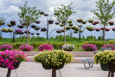 Ukrayna 'da iyi bir parkta petunyalar çiçek açtı