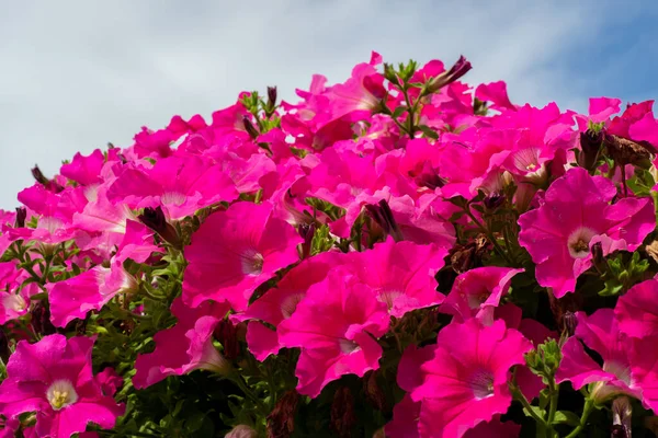 Ukrayna 'da iyi bir parkta petunyalar çiçek açtı