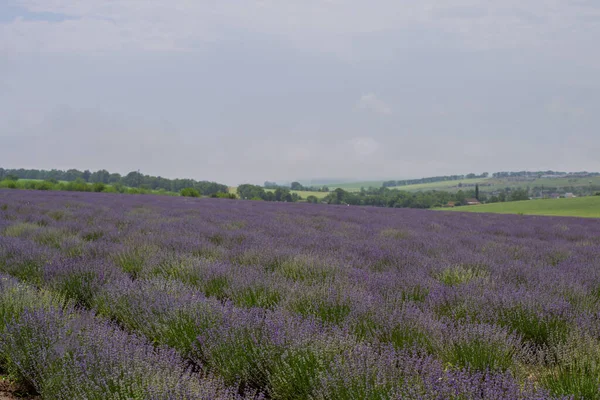 Lavender Fields Summer Land Ukraine — Stock Photo, Image