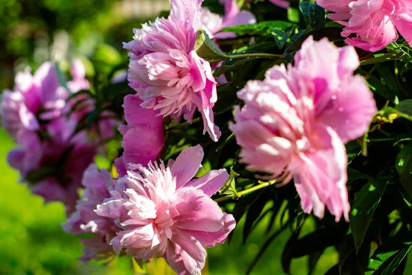 Struik Van Roze Pioenrozen Regen Tuin — Stockfoto