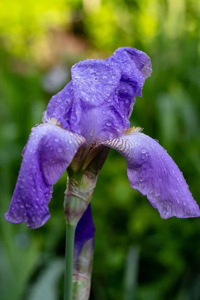 花壇の雨の後の虹彩の花 — ストック写真