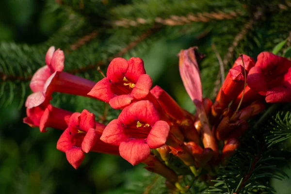 Campsis Rooted Garden Flowerbed — ストック写真