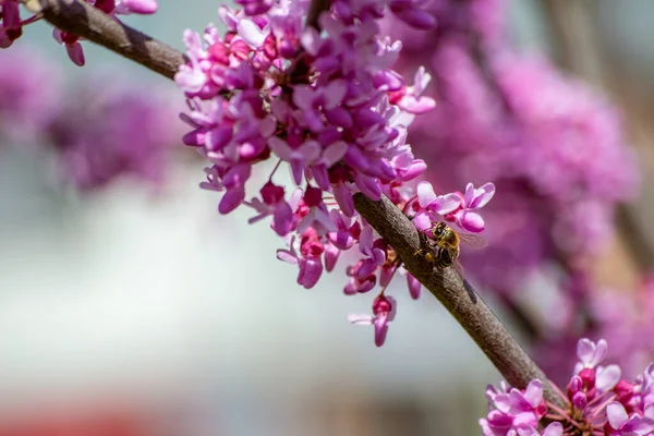 Pink Blooming Apple Tree Springtime — стоковое фото