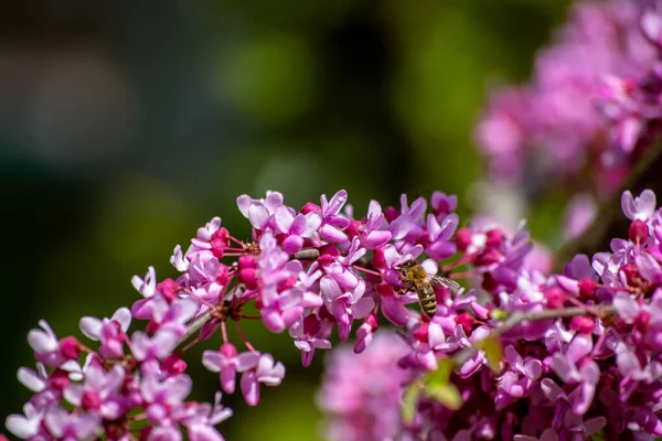 Beautiful Pink Flower Background Purple Flowers — стоковое фото