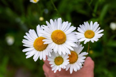 Çiçek tarhında papatya çayı
