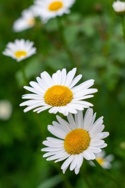 Çiçek tarhında papatya çayı