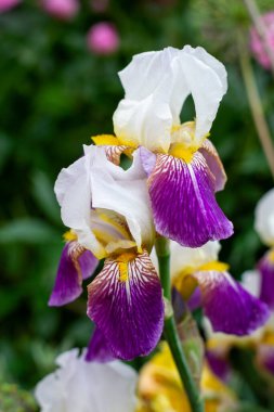 Bahçede çiçek açan süsen çiçekleri