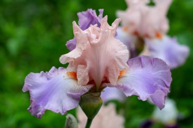 Bahçede çiçek açan süsen çiçekleri