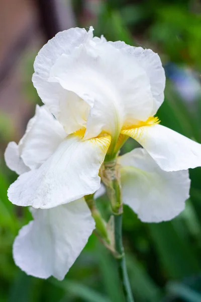 Bloeiende Irissen Tuin — Stockfoto