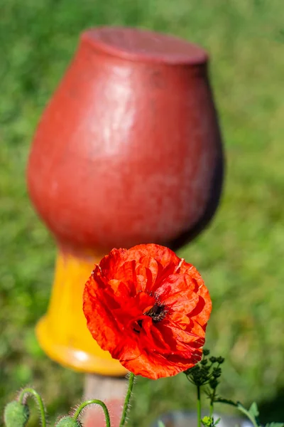 Piros Pipacsok Virágos Kertben — Stock Fotó