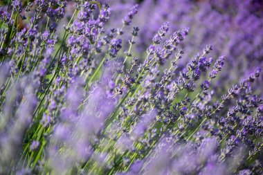 Ukrayna topraklarında yazın lavanta tarlaları