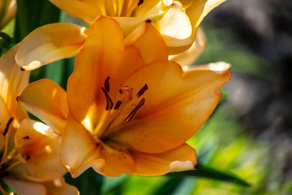 花壇に黄色のユリが咲き — ストック写真