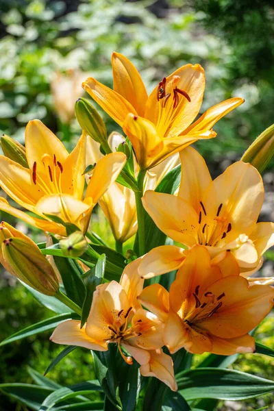 花壇に黄色のユリが咲き — ストック写真