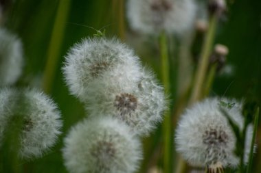 Güzel botanik fotoğrafı, doğal duvar kağıdı.