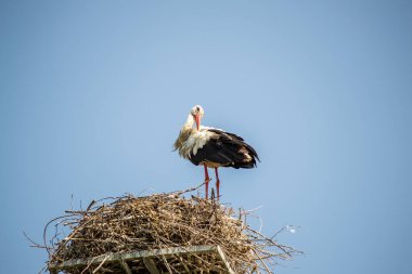 Leylek yuvasında iki leylek. aile ve kuşları.