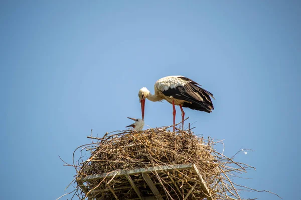 Storks Nest Garden Nature Animals Concept — 图库照片