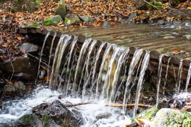small water flowing into the forest