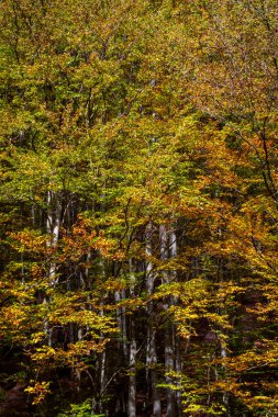 the autumn forest of the river, trees, a beautiful, yellow and red, green foliage.