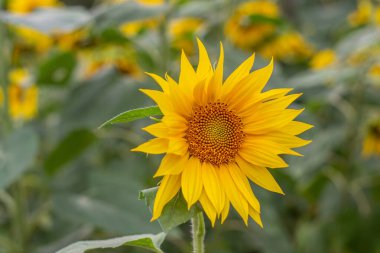 Yazın ayçiçeği tarlası
