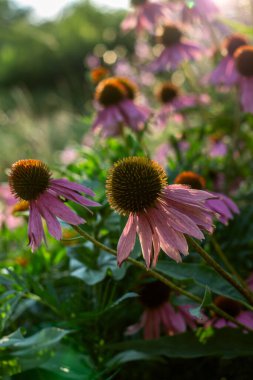 Bahçede güzel Ekinezya çiçek