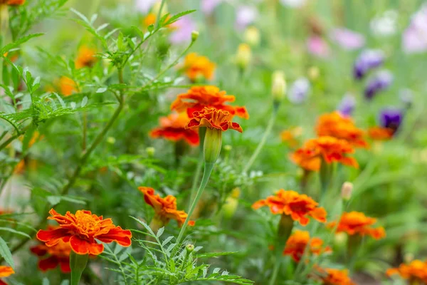 marigolds bloomed in my mother\'s flower bed