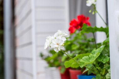 sardunya pencere pervazında çiçek açtı.