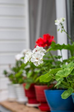 sardunya pencere pervazında çiçek açtı.