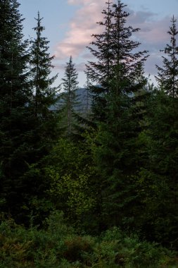 Ormanın ağaçları. Bulutlu güneşli gökyüzü kavramı