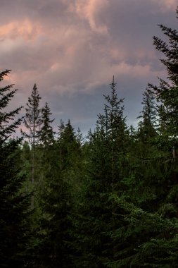 Güneşli bir günde ormanlı güzel bir manzara.