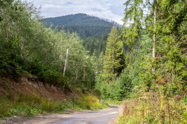 Ormanın içinden geçen bir yol. Güzel bahar manzarası.