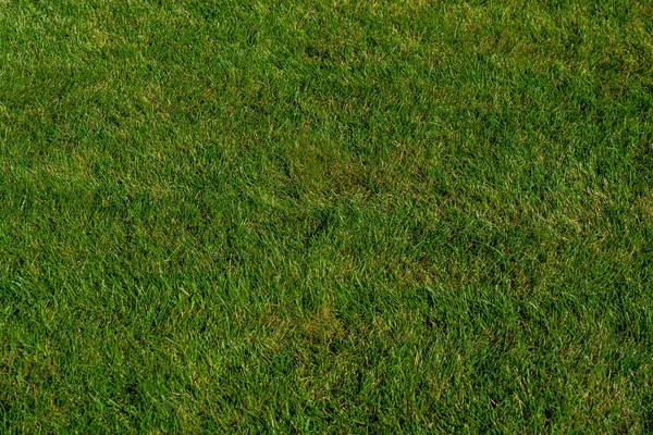 Background Green Grass Texture — Foto de Stock