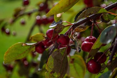 Bahçedeki bir dalda olgun kırmızı elmalar