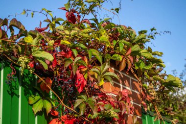 Bahçedeki güzel kırmızı ve yeşil elma ağacının yakın çekimi.