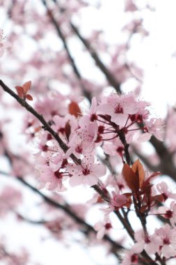 Beyaz zemin üzerinde Japon kiraz ağacı