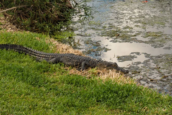 American Alligator Sunbathing Miami Florida — Stock Photo, Image