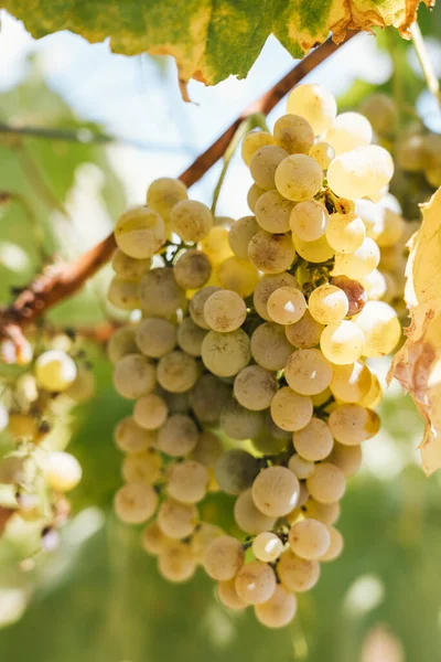 Marsala, Sicilya 'daki üzüm bağında sarı üzüm, arka planda İtalyan üzümü yaprakları görülüyor. Şarap çiftliğindeki ağaçtaki üzümler.