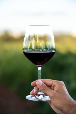 İtalya 'da bir üzüm bağında elinde kırmızı şarap tutan tanınmamış bir kadın.