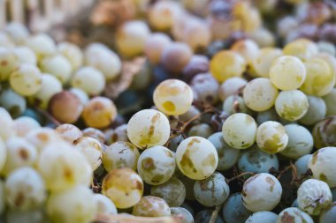 Sicilya, İtalya 'da toplanan taze sarı üzümlerin arka planı.