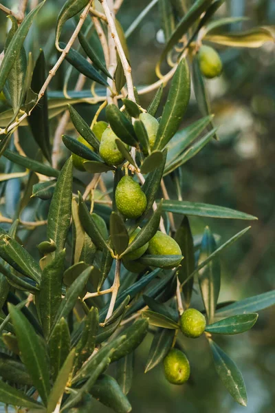 İtalya 'nın Sicilya kentindeki geleneksel Yeşil Zeytin Ağacı dalının ayrıntıları