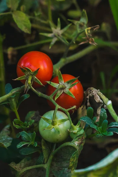 İtalya 'da serada sallanan kiraz domateslerini kapatın.