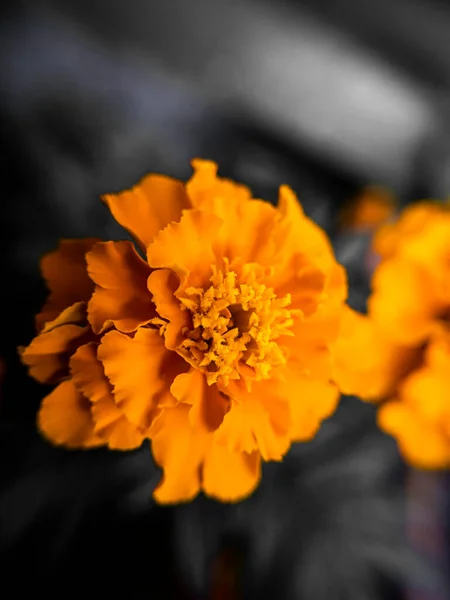 Крупный План Красивого Цветка Далии Оранжевый Цветок — стоковое фото