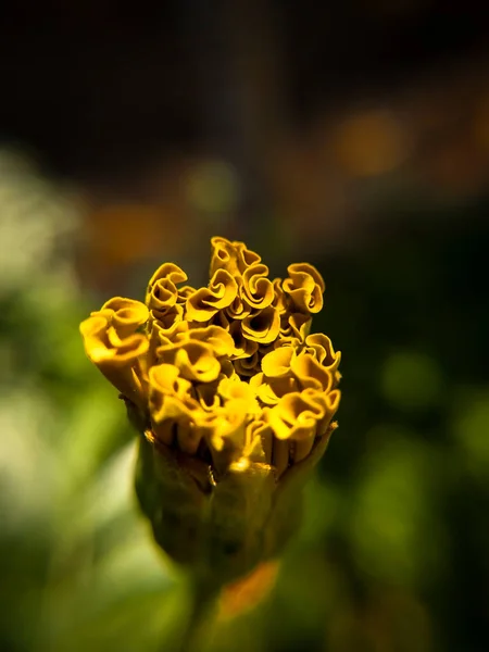 美しいダリアの花の閉鎖 オレンジダリアの花 — ストック写真