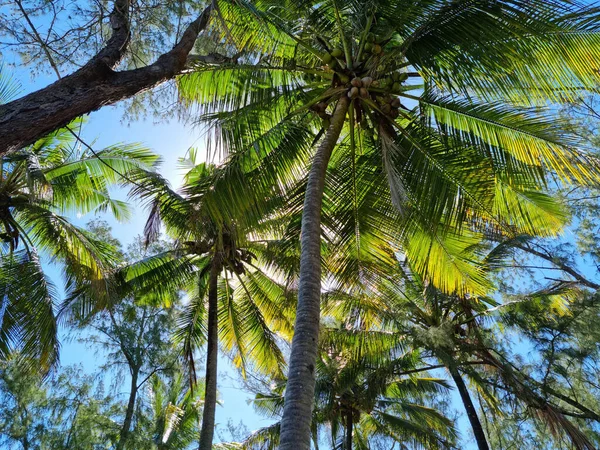 森林中美丽的棕榈树映衬着明亮的蓝天 旅行和旅游 — 图库照片