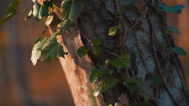 Güzel ağaç gövdesi, akşam vakti ormanda yeşil bitkilerin kökleri ya da lianaların kökleriyle doludur. Manzarayı kapat. Doğal arka plan. Açık hava..