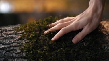 Ağaçta yeşil yosunları okşayan iki kişinin yakın görüntüsü. Ormanda doğal bir geçmişi var. Sonbahar. Açık havada. Yavaş çekim.