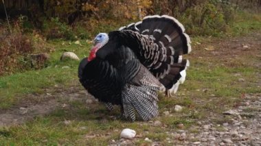 Siyah ve beyaz hindiler ormanda dikilip çığlık atıyorlar. Açık havada. Vahşi hayvanlar. Kimse yok..