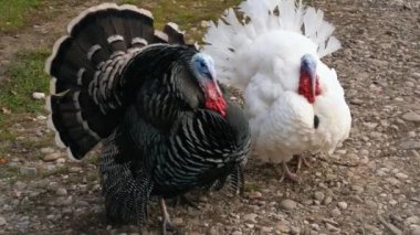 Beyaz ve siyah tüylü iki kendini beğenmiş hindi köydeki taştan bir yol boyunca yavaşça sürünüyorlar. Açık hava manzarası. Vahşi hayvanlar..