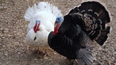 Siyah tüylü ve mavi başlı büyük evcil hindi saldırgan bir şekilde kuyruğunu yayarak bölgeyi koruyor. Uzayı kopyala Kümes hayvanları çiftliği. Doğal arka plan. Açık havada. Kimse yok..